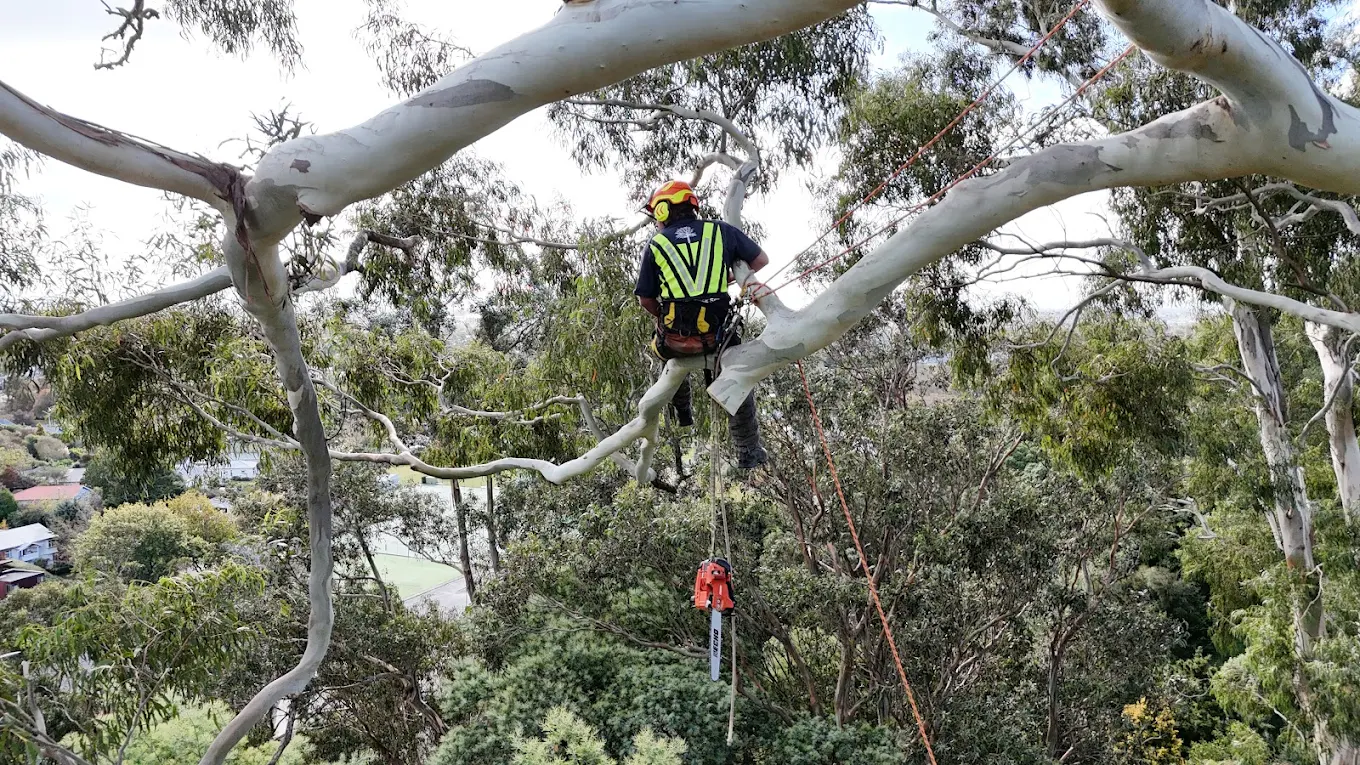 Makerikeri Silviculture field work